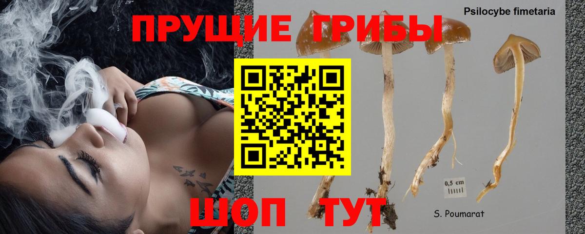 Коряжма  Галлюциногенные грибы GOLDEN TEACHER  Галлюциногенные грибы Psilocybine cubensis  продажа наркотиков  Вход с VPN 